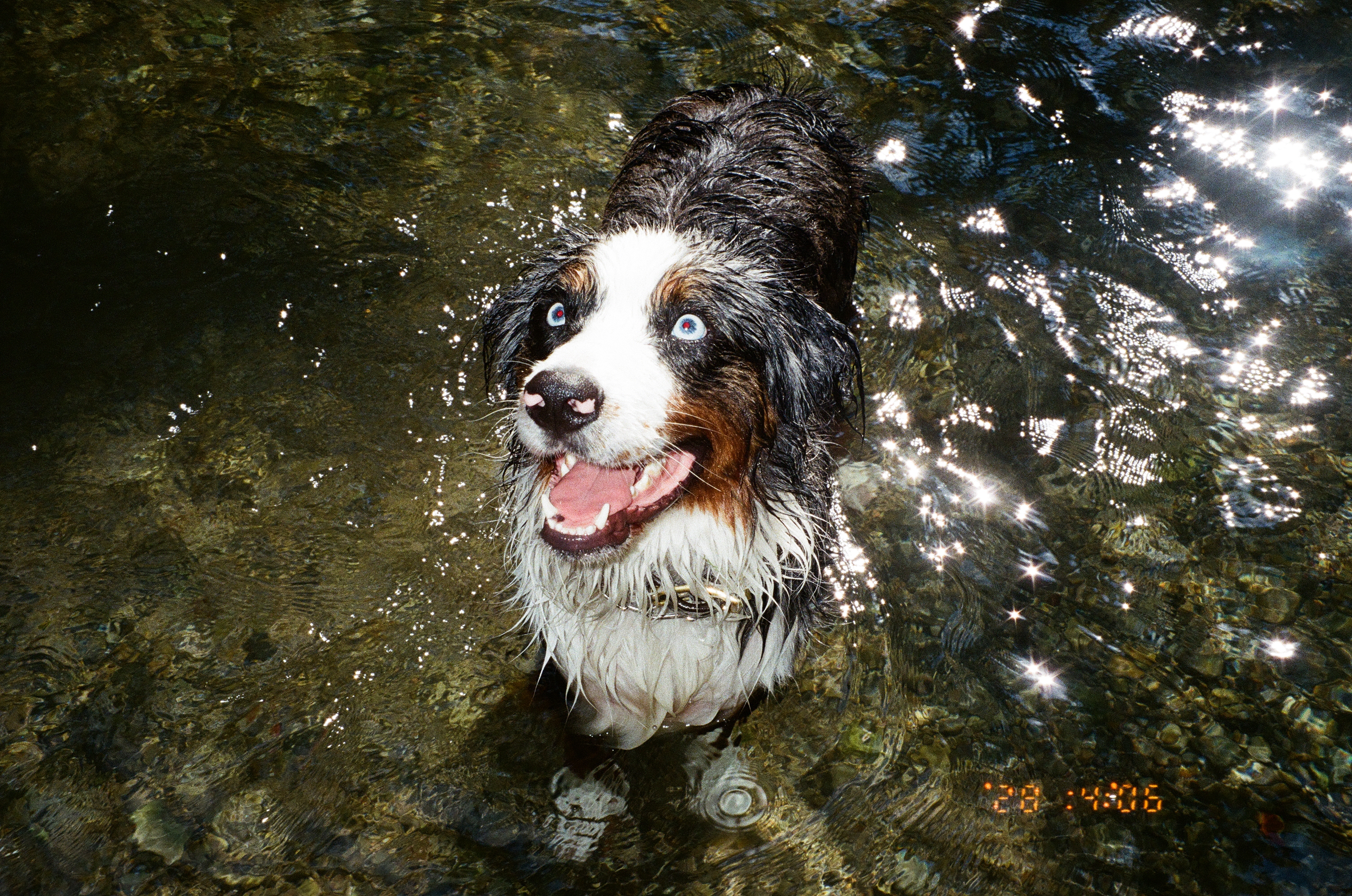 My Australian Shepherd Waylon